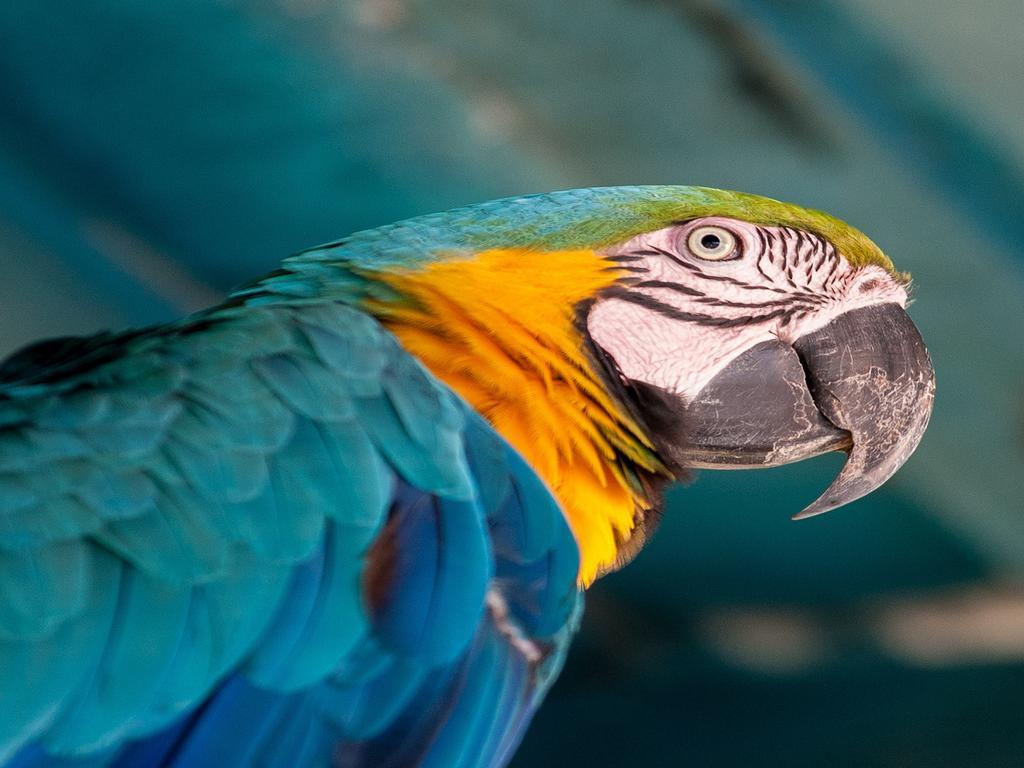 Hotel Tropical Manaus Buitenkant foto Blue and yellow macaw